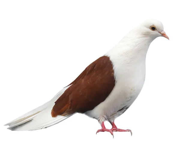 Bruin wit duif zit geïsoleerd op een witte achtergrond — Stockfoto