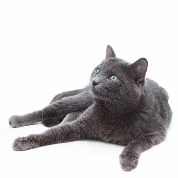 Юный серый кот лежит на белом фоне и смотрит вверх — стоковое фото