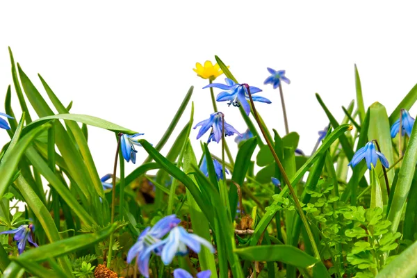 Orman kır çiçekleri ve çim mavi kardelen ISO genel görünümü — Stok fotoğraf