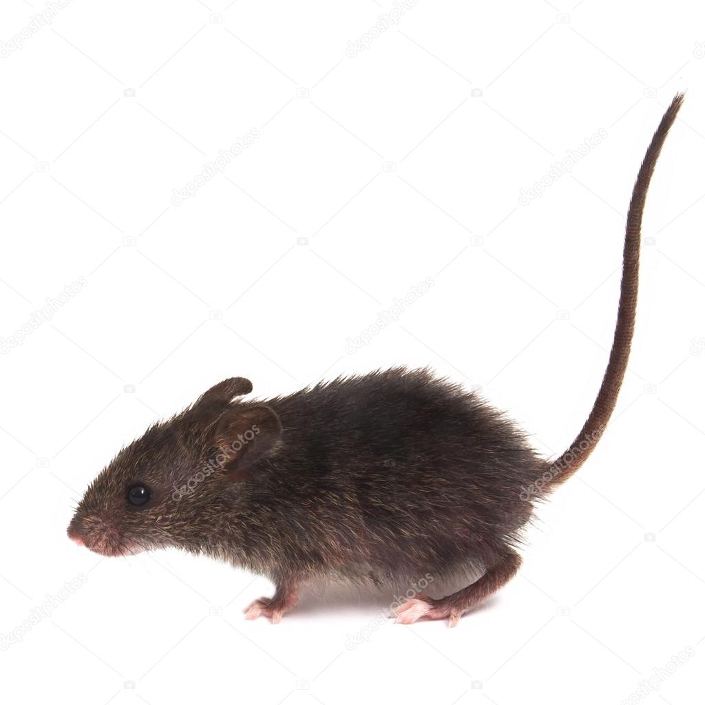 Mouse wild rat isolated on white background
