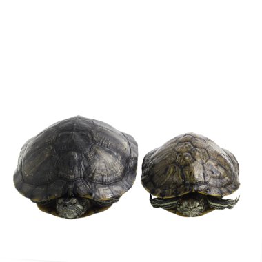 iki turtles izole