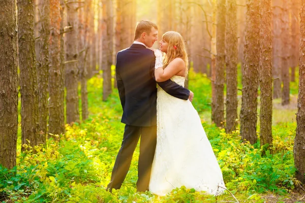 Sunlight bride and groom standing in a pine forest in autumn, co — Stock Photo, Image