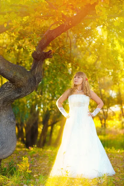 Solljus bruden på bröllopsdag är i en skog i höst, nära den — Stockfoto