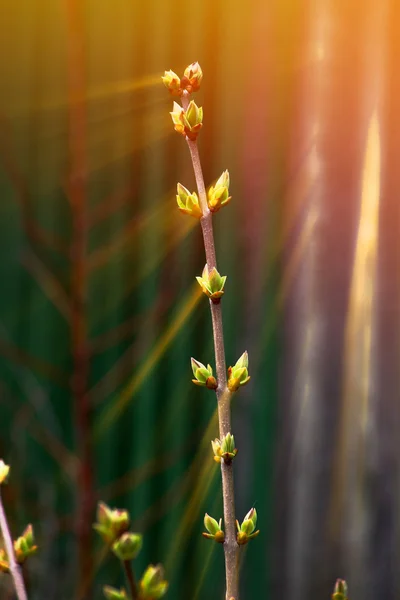 Maple tree branch green buds and spring sun sunlight macro photo — Stock Photo, Image