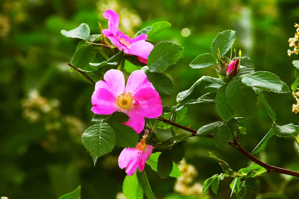 野生のローズ ピンク夏花の緑の背景の壁紙を葉します。 — ストック写真