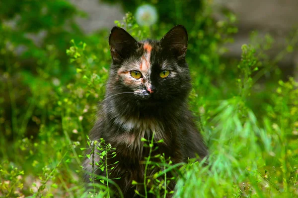 Необычная разноцветная кошка сидит в зеленой траве и смотрит на — стоковое фото