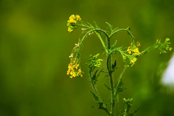 Желтый дикий цветок зеленый фон весной обои — стоковое фото