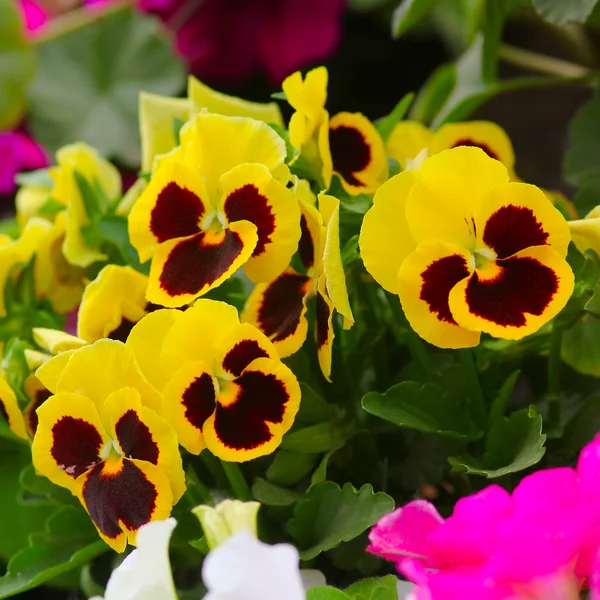 Gelb braun Blume Natur Hintergrund Tapete natürlich — Stockfoto