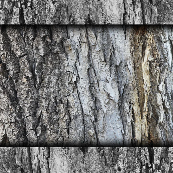 Fond arbre, écorce mur grunge tissu abstrait pierre texture — Photo