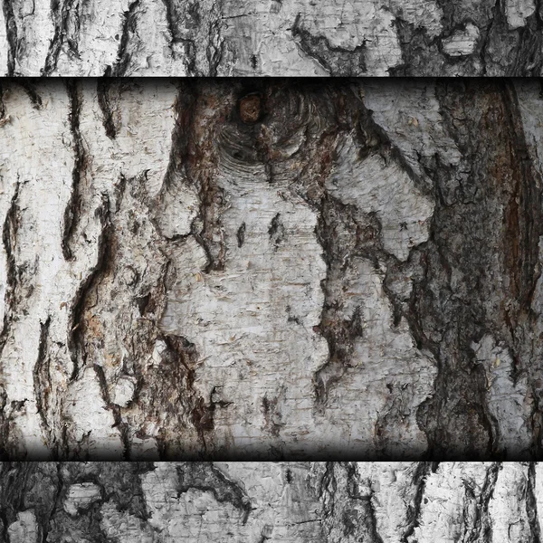 Bark of birch tree texture old background wallpaper — Stock Photo, Image