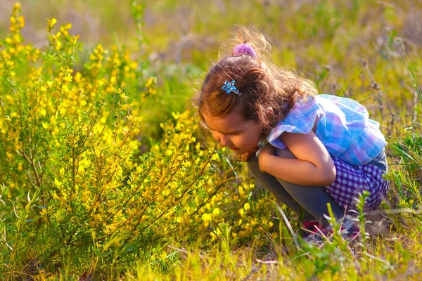 Mała dziewczynka studia, dotykając wygląda żółty kwiat (Chamaecyti — Zdjęcie stockowe