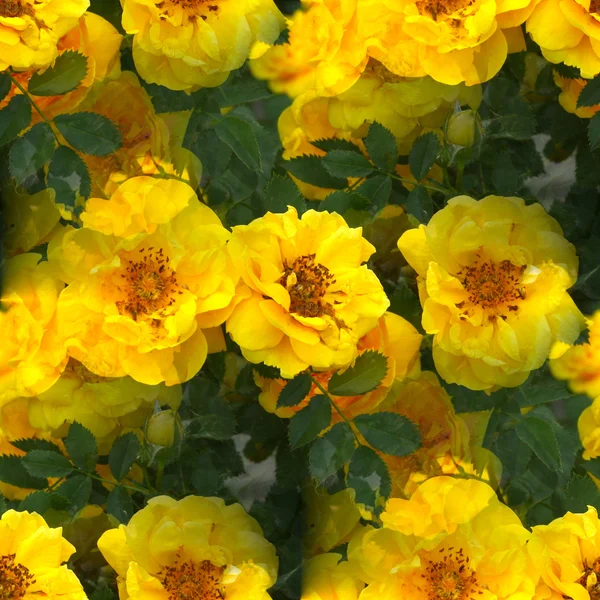 Yellow briar rose flower seamless texture wallpaper — Stock Photo, Image