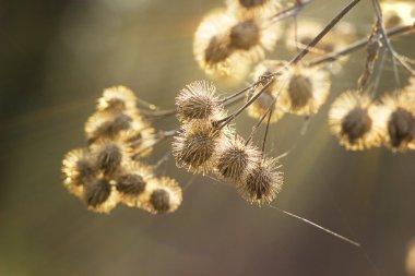 dulavratotu arctium fındık bur kuru noodle web spri şafak