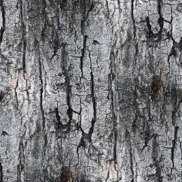 Gray seamless texture white tree bark wallpaper background your — Stock Photo, Image