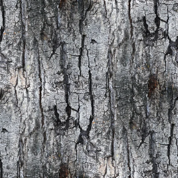 Gris texture transparente fond d'écorce d'arbre blanc votre — Photo