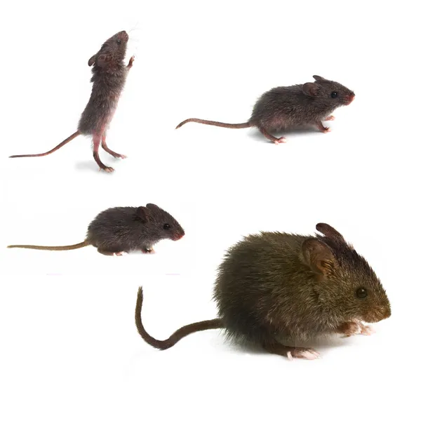 Animal set white mouse wild studio background isolated brown rod — Stock Photo, Image