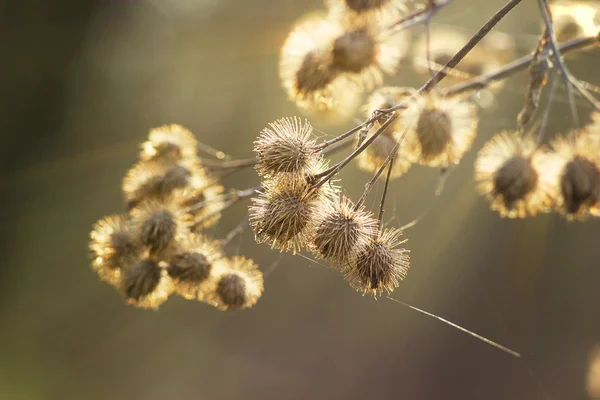 Bardane Arctium lappa bur dry noodle web à l'aube du spri — Photo