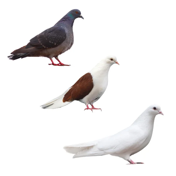 Pigeon dove isolated white bird set black collection nature — Stock Photo, Image