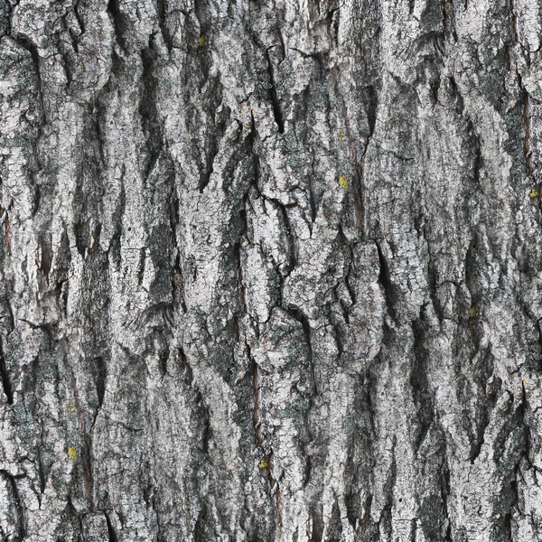 Textura inconsútil gris corteza de árbol blanco fondo de pantalla su — Foto de Stock