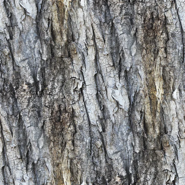 Texture sans couture arbre blanc écorce fond d'écran gris votre — Photo