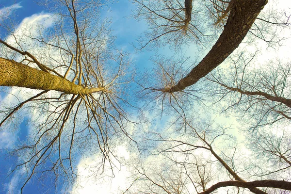 Silhuetter av döda träd sträcka till blå himmel är en ovanlig ty — Stockfoto