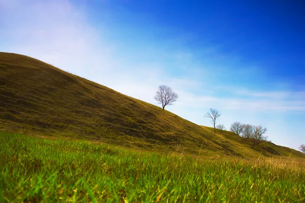 Magányos fa az ég hill és a rét — Stock Fotó