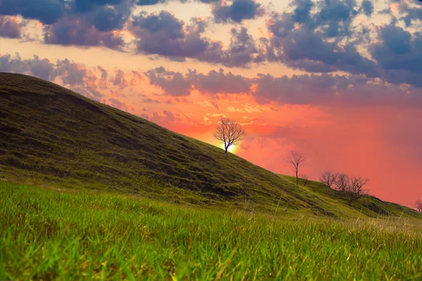 Lonely tree on the hill sky and meadow