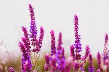 salvia Sage bitki mor çiçek bahçesi doğa yaprak yeşil çiçek