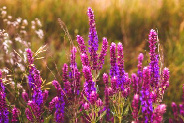 salvia Sage çiçek bahçe bitki doğa mor yeşil yaz güzel