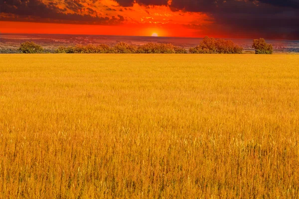 Veld avondrood gele landschap landbouw gras natuur plant — Stockfoto