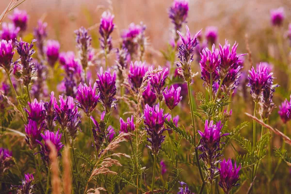 Лавандова квітка фіолетове поле природа квіти колір літо натуральне — стокове фото