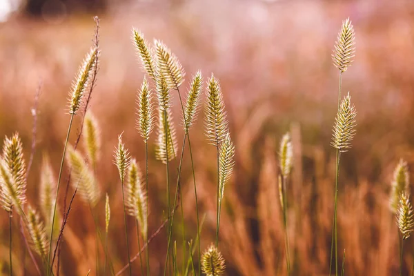 Grâu câmp sălbatic agricultură natura vara plante cereale rurale gre — Fotografie, imagine de stoc