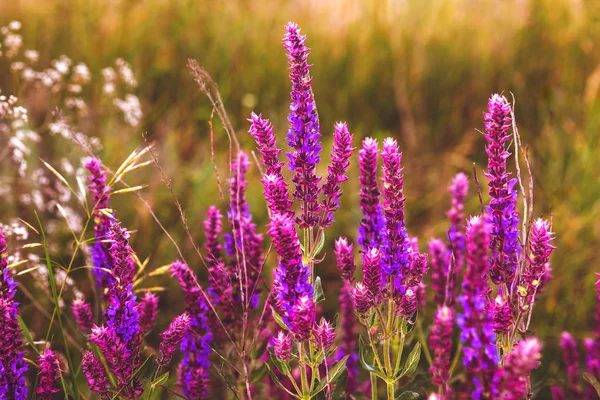 Šalvěj salvia květinová zahrada rostlin přírody fialové zelené letní krá — Stock fotografie