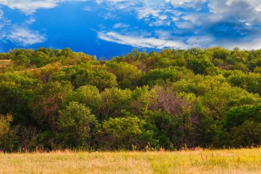 gökyüzü manzara orman alanı yeşil çimen yaz doğa mavi kırsal