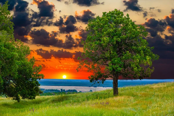 Sunset tree green sky oak field landscape grass blue nature envi — Stock Photo, Image