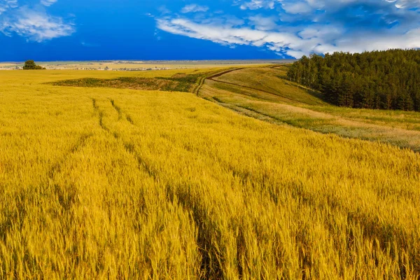 Pšeničné pole nebe krajiny letní přírody slunce strom slunce farma agr — Stock fotografie