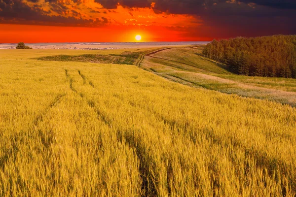 Wheat field sky landscape summer nature sunset tree farm sun — Stock Photo, Image