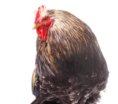 kırmızı taç kanatlı hayvan izole beyaz arka plan ile büyük baş horoz