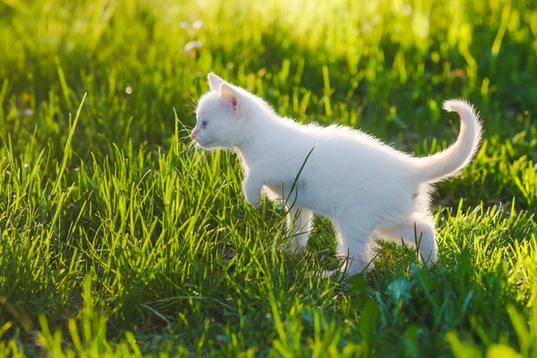Cute kitten cat with blue eyes, white green grass pet — Stock Photo, Image