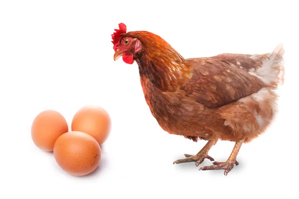 Live chicken bird redhead looks at three eggs isolated on white — Stock Photo, Image