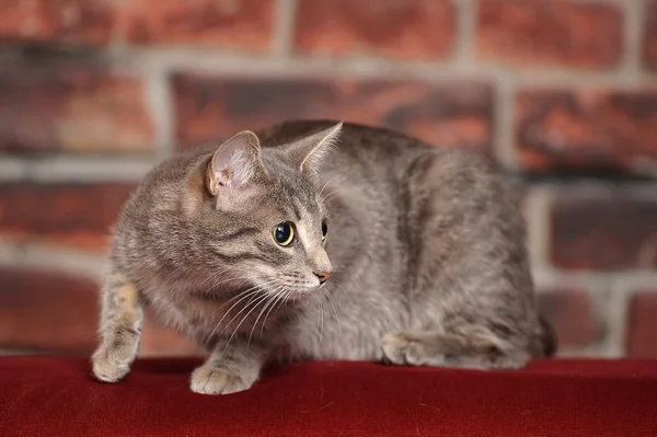 Gray striped cat — Stock Photo, Image