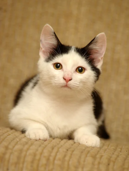 Gato acostado en un sofá — Foto de Stock