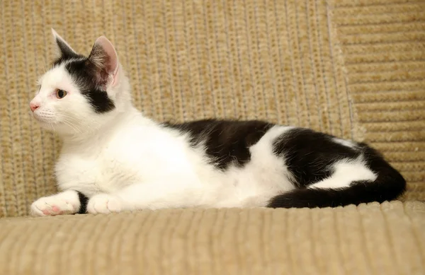 Kočka ležící na pohovce — Stock fotografie