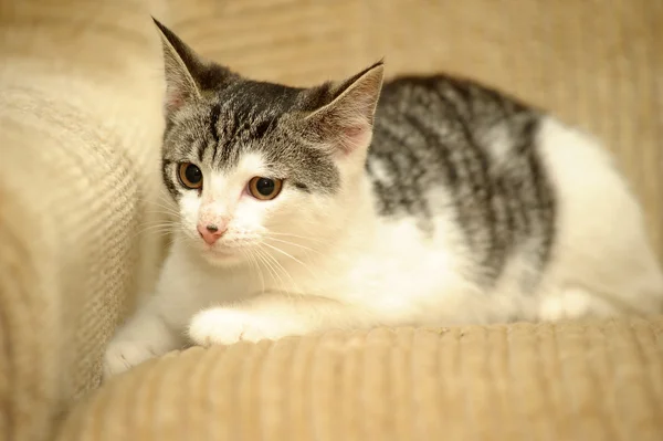 Cat lying on a sofa — Stock Photo, Image