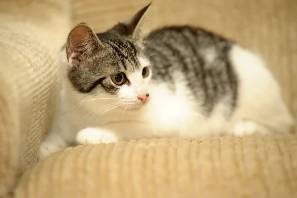 Kat liggen op een sofa — Stockfoto