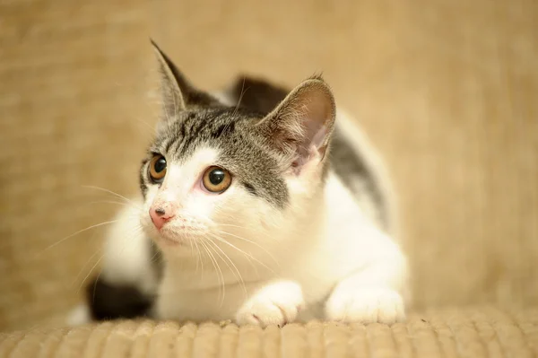 Gato acostado en un sofá — Foto de Stock