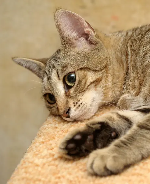 Gatinho listrado — Fotografia de Stock