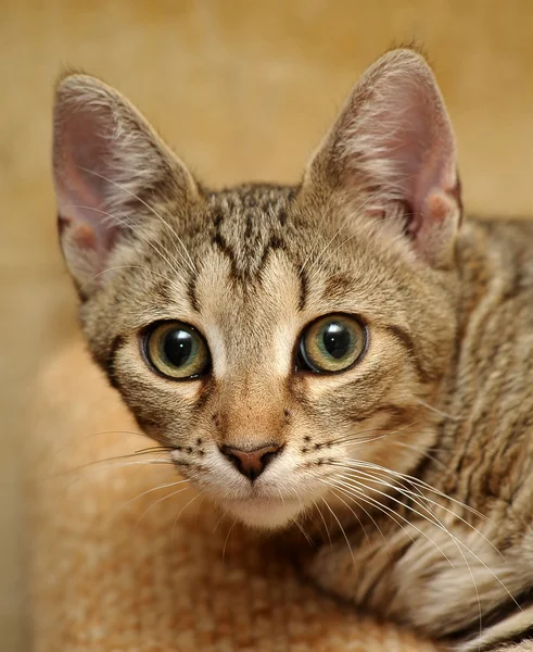 Gatinho listrado — Fotografia de Stock