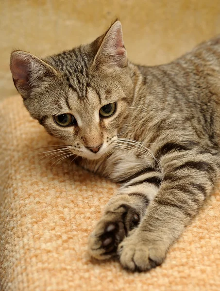 Striped kitten — Stock Photo, Image