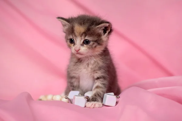 작은 귀여운 고양이 — 스톡 사진